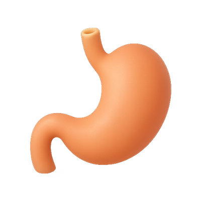 Stylized 3D Model of a Human Stomach