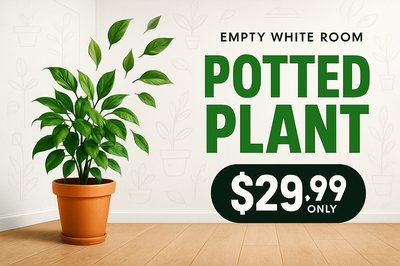 Modern Dynamic Advertisement for Potted Plant in White Room