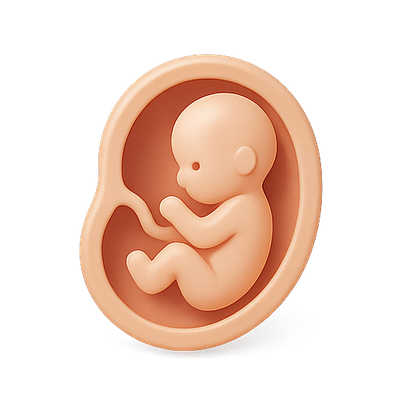 3D Model of a Fetus in Utero