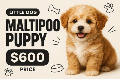 Adorable Maltipoo Puppy Portrait with Pricing Details