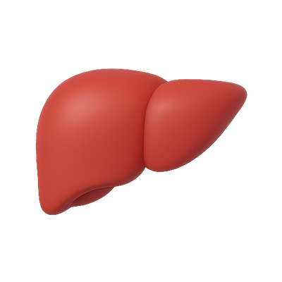 3D Model of a Human Liver in Abstract Style