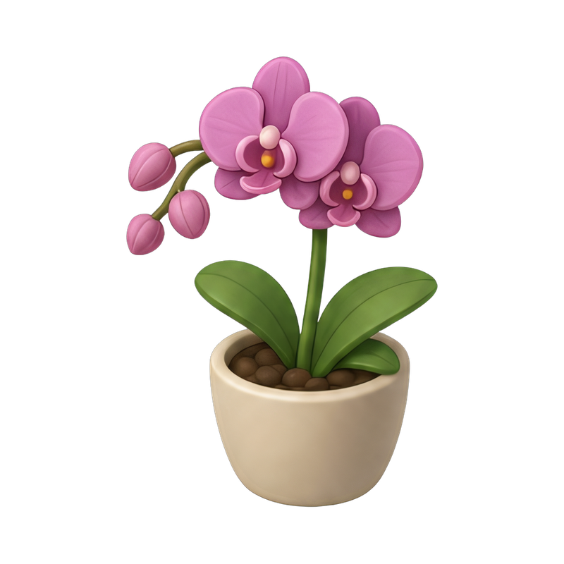 potted orchid with vibrant blooms