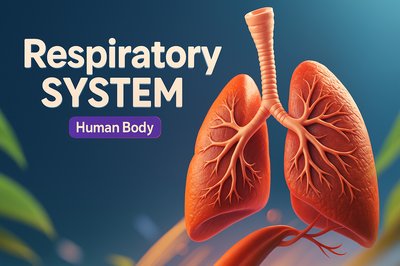 Dynamic 3D Illustration of the Respiratory System